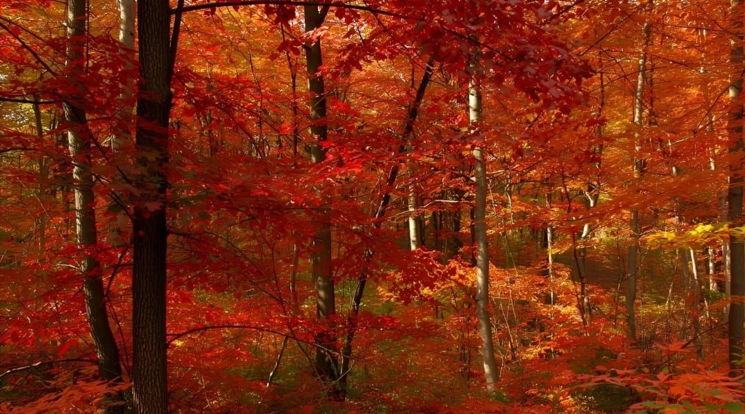 Featured image for the article